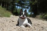 BOSTON TERRIER 028